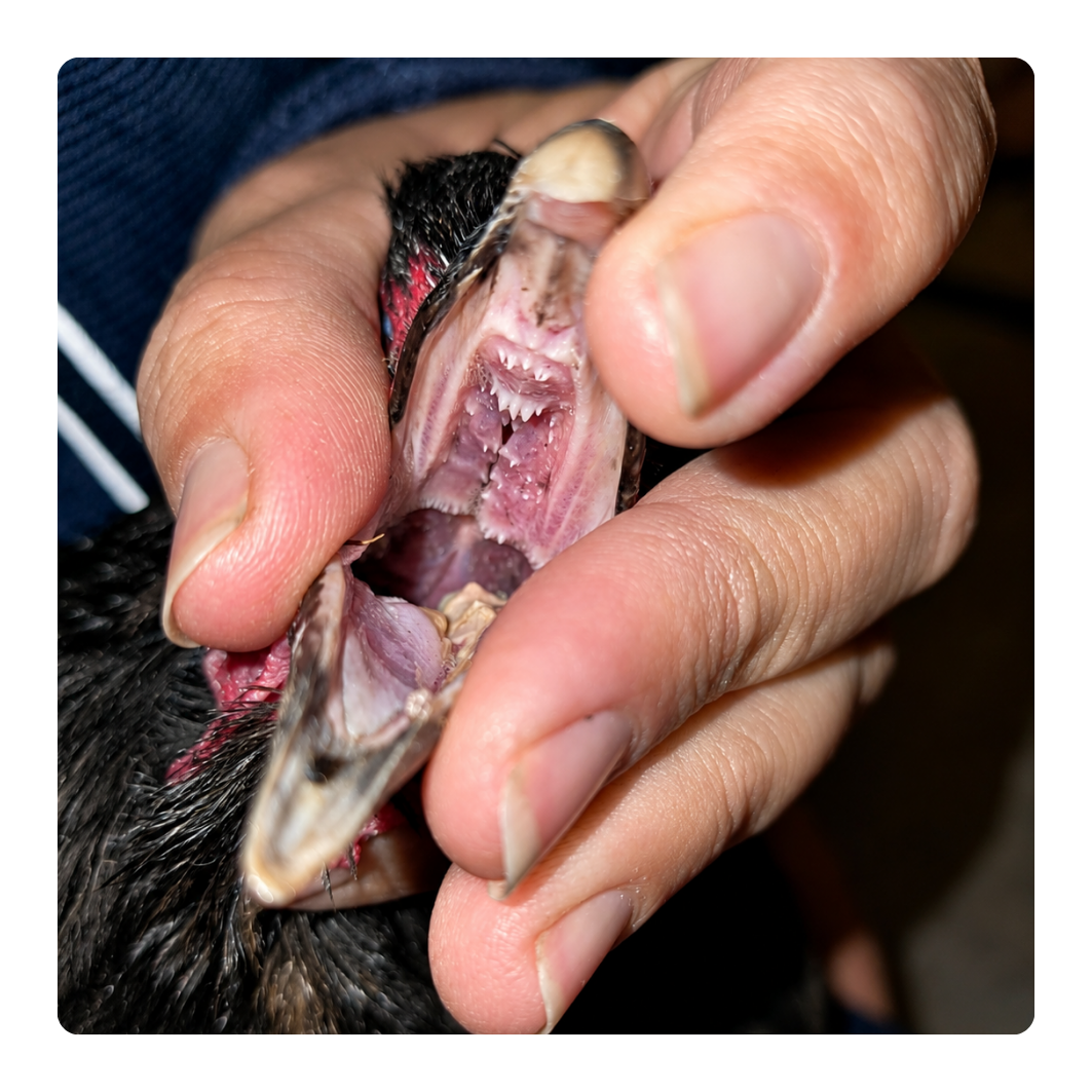 Close-up of a person holding a small animal with its mouth open, showing internal organs.