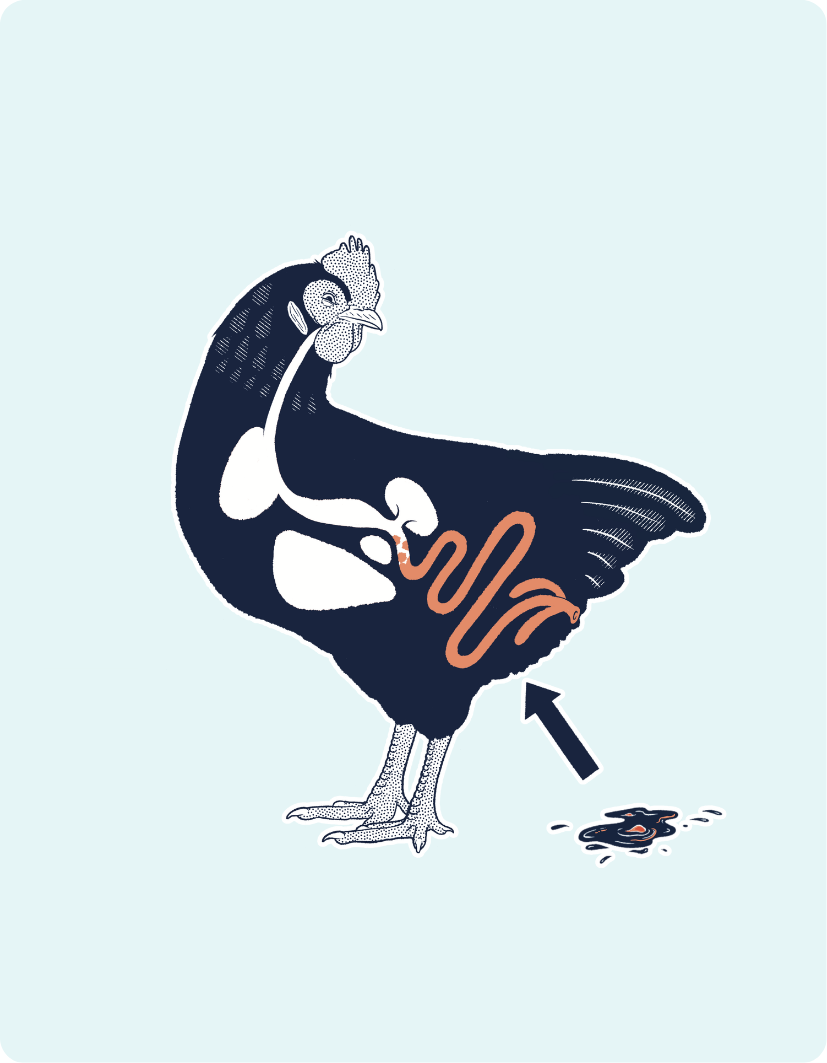 Illustration of a rooster with a unique design on a light blue background