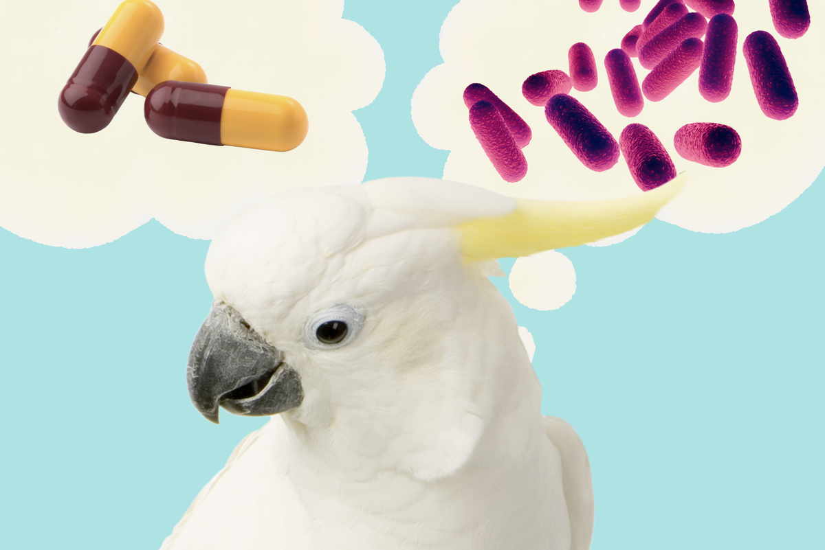 White parrot with medical imagery including capsules and bacteria on a blue background
