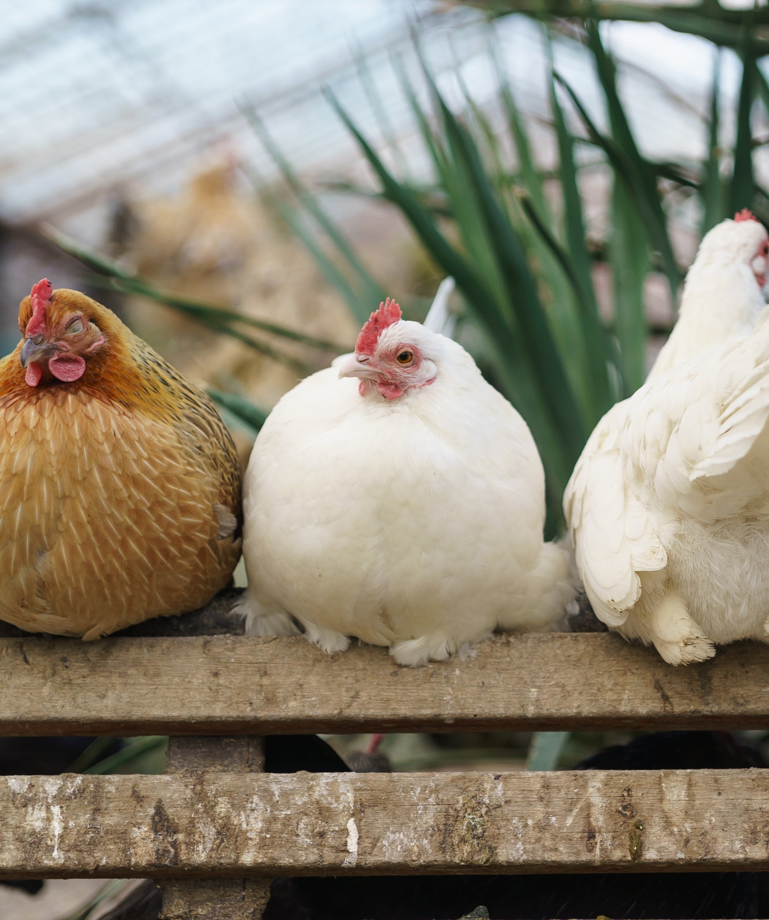 Three chickens, two white and one brown, sitting on a wooden surface with greenery in the background.