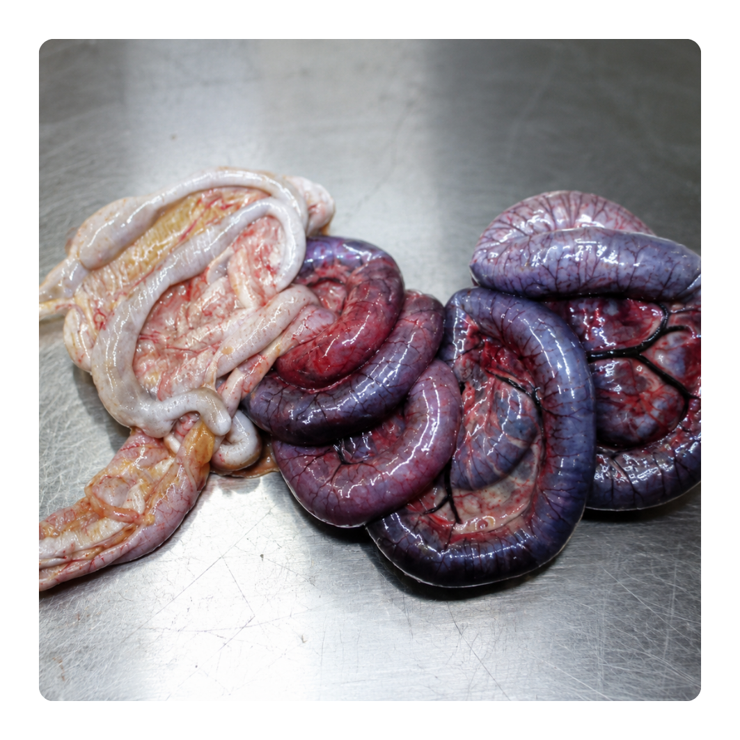 Close-up of various types of angry intestines on a metallic surface