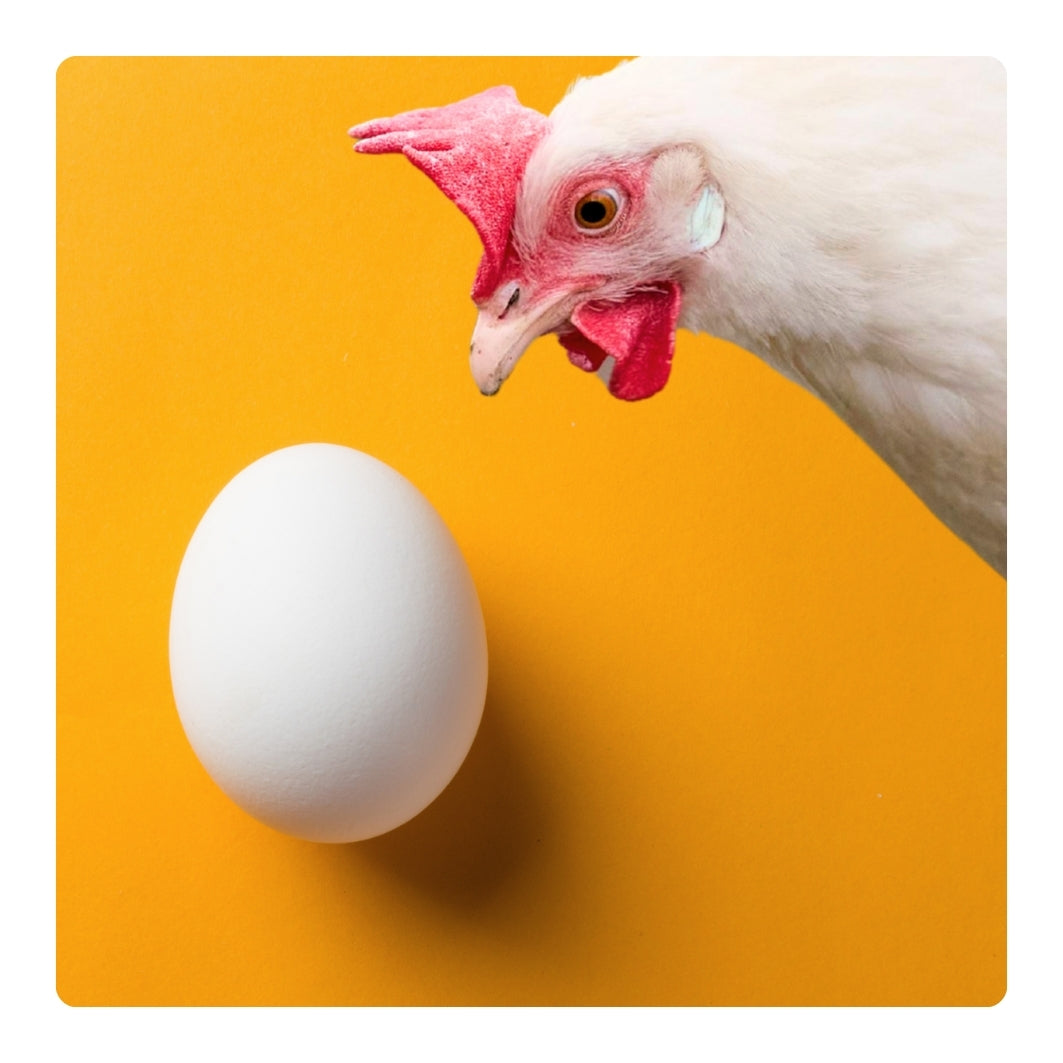 Chicken pecking at an egg on a yellow background