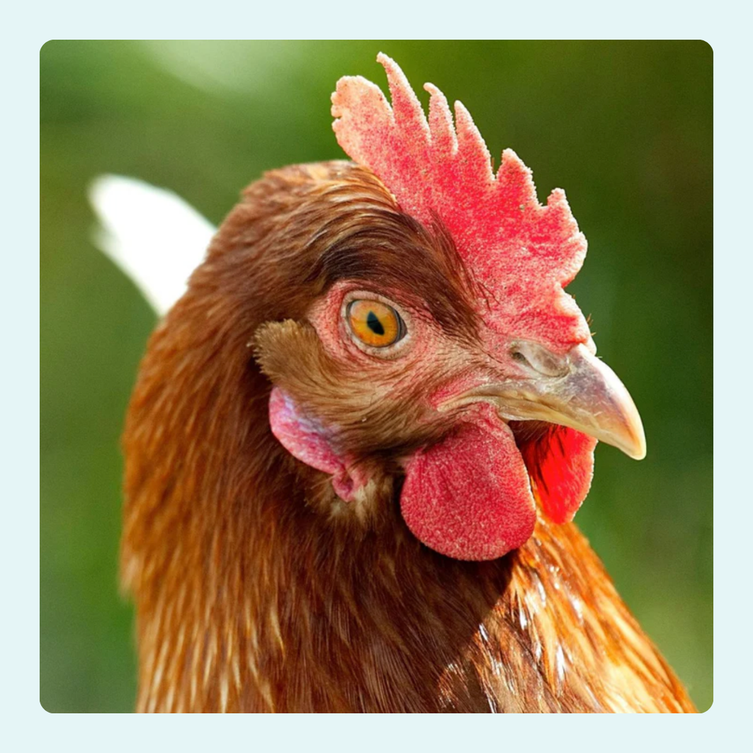 chicken with thin pupil 