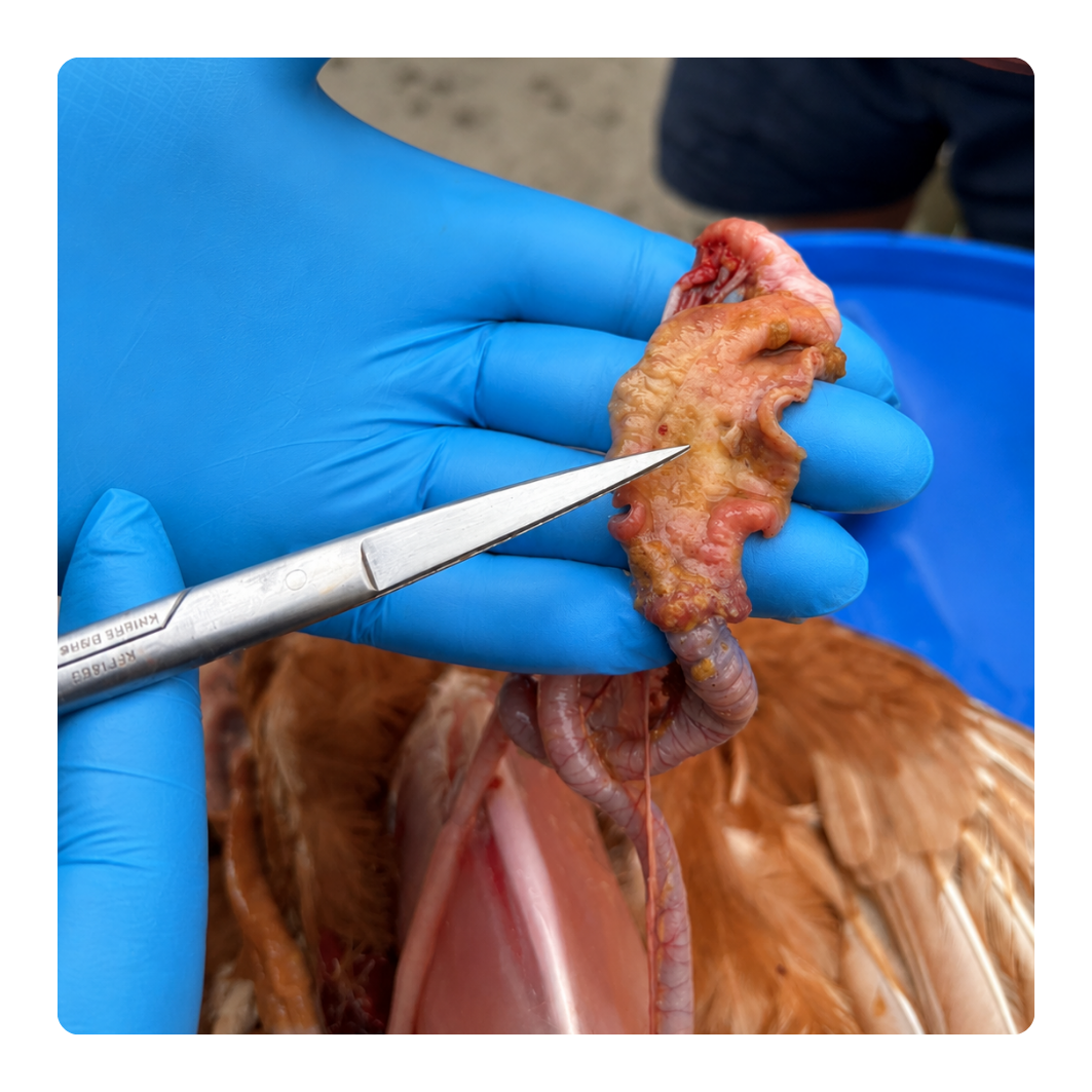 Person wearing blue gloves holding a chicken wing with scissors, likely for dissection or examination.