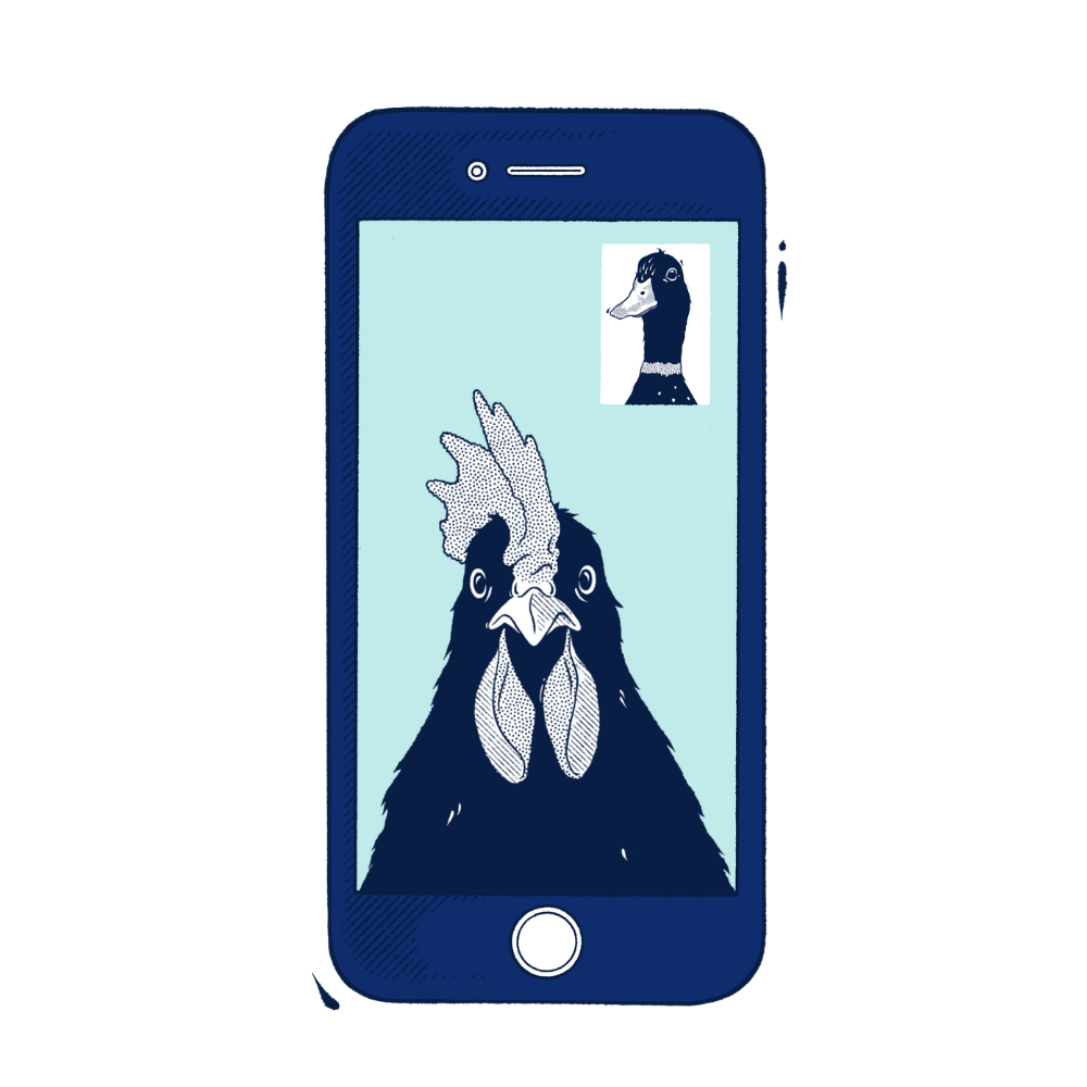 A stylized illustration of a dark blue smartphone with a light blue screen showing a rooster video call and a small inset of a duck, on a plain white background.