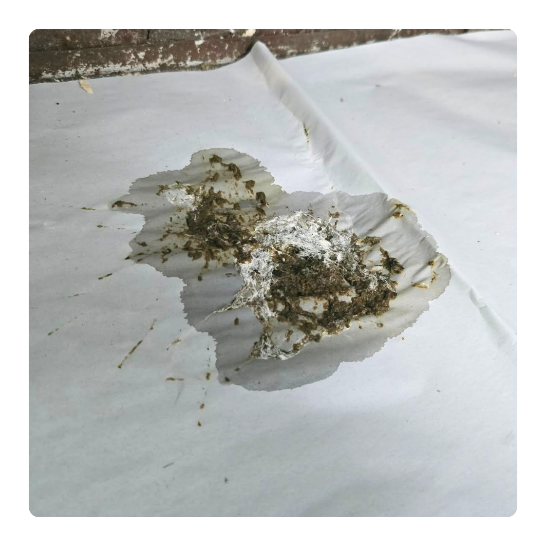 wet droppings on white paper 